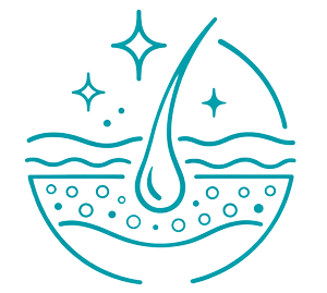 line drawing of a hair follicle